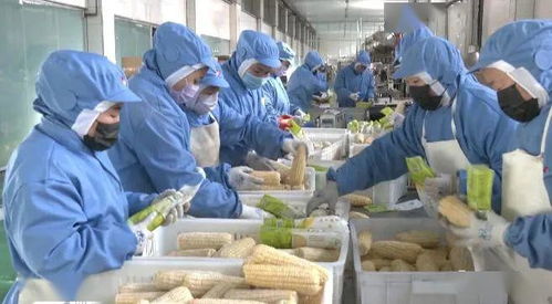 复工复产“加速跑” 北安华升唤醒速冻食品与保健食品产能